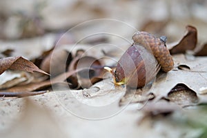 sprouted seed acorn