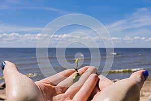 Sprouted seed, sprout in hand, sprout stretches to the sun the beginning of a new life. on the background of sand, beach, blue sky