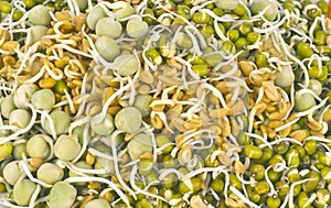 Sprouted Seeds