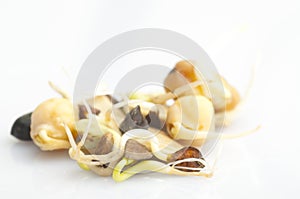 Sprouted seeds
