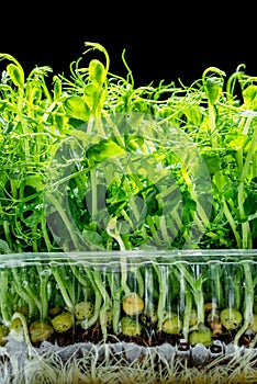 Sprouted seeds of pea isolated on black background. Microgreens as a health benefit