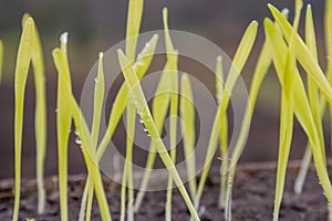 Sprouted shoots of barley and wheat in soil with roots. Blurred background.