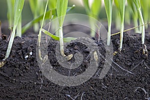 Sprouted shoots of barley and wheat in soil with roots. Blurred background.