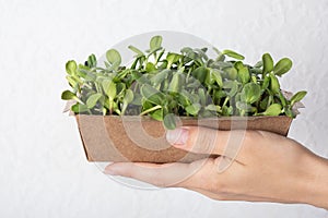 Sprouted sunflower microgreen in female hand. Healthy superfood home growth