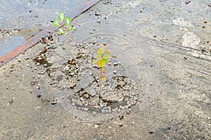 Sprouted trees from abandoned reinforced concrete structures