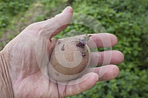 Sprouted tuber in farmer hand. Inspection of seed potatoes