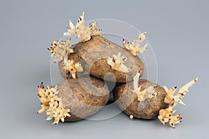 The sprouted tubers of a potato