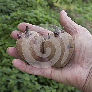 Sprouted tubers potato in farmer hand. Inspection of seed potatoes