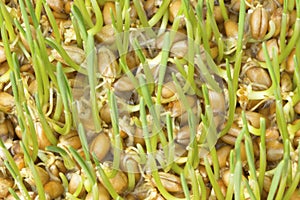 Sprouted wheat background