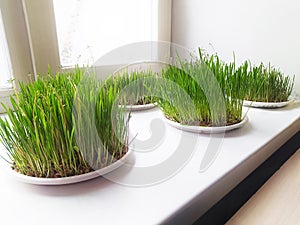 sprouted wheat.germinated wheat and bread on a plate. On the table, plates of sprouted wheat