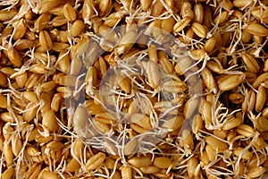 Sprouted Wheat Grains