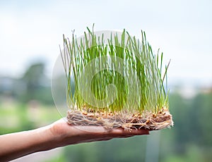 Sprouted wheat grains, micro-green in the hand close-up.