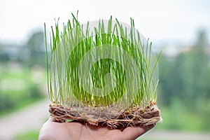 Sprouted wheat grains, micro-green in the hand close-up.