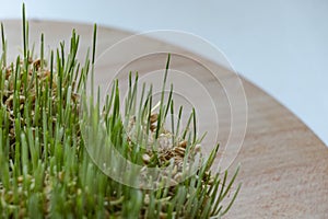Sprouted wheat, green sprouts. Wooden plank. White background. Healthy food