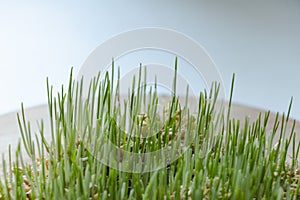 Sprouted wheat, green sprouts. Wooden plank. White background. Healthy food