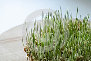 Sprouted wheat, green sprouts. Wooden plank. White background. Healthy food