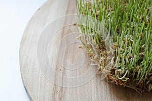 Sprouted wheat, green sprouts. Wooden plank. White background. Healthy food