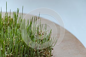 Sprouted wheat, green sprouts. Wooden plank. White background. Healthy food