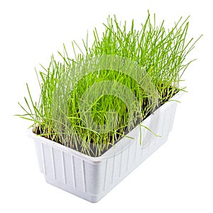 Sprouted wheat, lawn, ornamental potted grass, clipping path, isolated