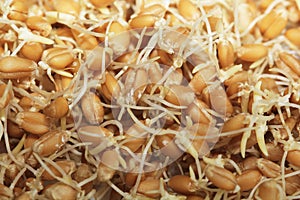 Sprouted Wheat Macro