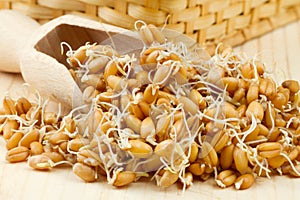 Sprouted wheat seeds with Wooden scoop