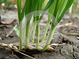 Sprouted wheat