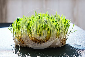 Sprouted wheat on table. Roots, food, health. Micro green sprouts. Organic, vegan healthy food concept. Home gardening Seedlings
