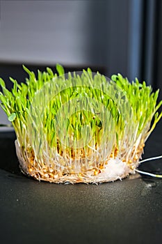 Sprouted wheat on table. Roots, food, health. Micro green sprouts. Organic, vegan healthy food concept. Home gardening