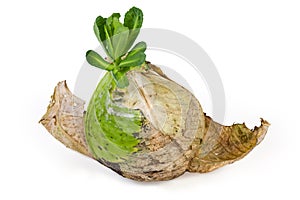 Sprouted white cabbage head with young shoot on white background