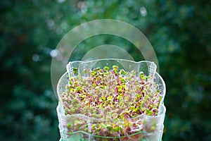 Sprouter box with many germinated sprout and seeds