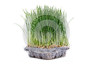 Sprouter tray with Organic Fresh Green Wheat Grass on white background. Pet grass, cat grass