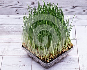 Sprouter tray with Organic Fresh Green Wheat Grass on wooden background. Pet grass, cat grass