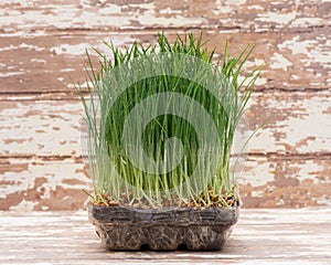 Sprouter tray with Organic Fresh Green Wheat Grass on wooden background. Pet grass, cat grass