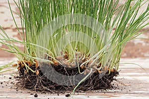 Sprouter tray with Organic Fresh Green Wheat Grass on wooden background. Pet grass, cat grass