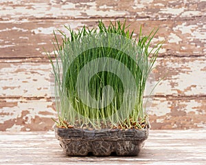 Sprouter tray with Organic Fresh Green Wheat Grass on wooden background. Pet grass, cat grass photo