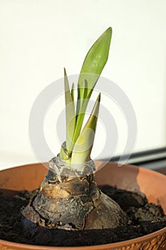 Sprouting amaryllis bulb on window sill