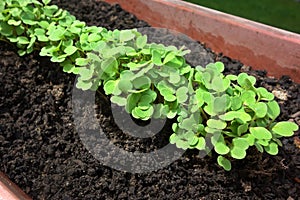 Sprouting Arugula