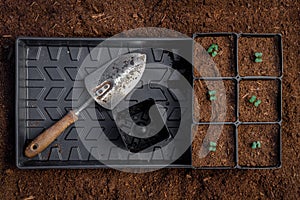 Sprouting broccoli plants transplanted and put into a 1020 flat