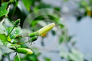 Sprouting bud of a flower with green calyx photo