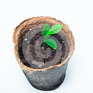 sprouting citrus sprout in a peat pot on a white