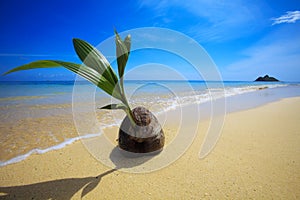 Sprouting coconut washes up on the shore