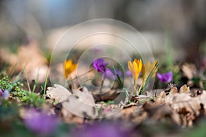 Sprouting crocus and  pink cyclamens in spring forest photo