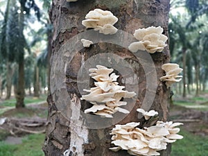 Sprouting from dead tree trunk the white bracket fan-shaped fungi