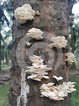 Sprouting from dead tree trunk the white bracket fan-shaped fungi