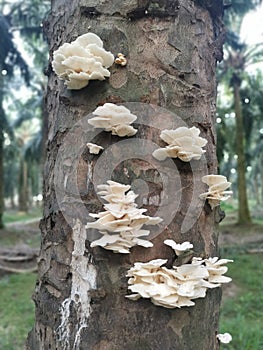 Sprouting from dead tree trunk the white bracket fan-shaped fungi