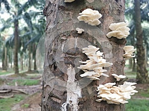 Sprouting from dead tree trunk the white bracket fan-shaped fungi