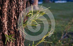 Sprouting fig leaves and fig
