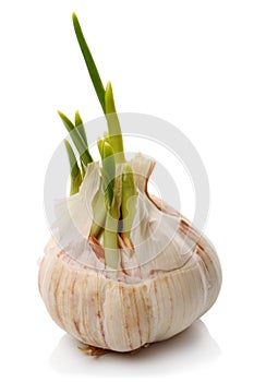 Sprouting garlic clove