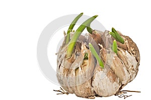 Sprouting garlic isolated