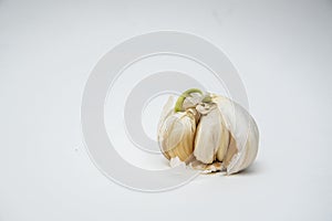Sprouting garlic white backdrop